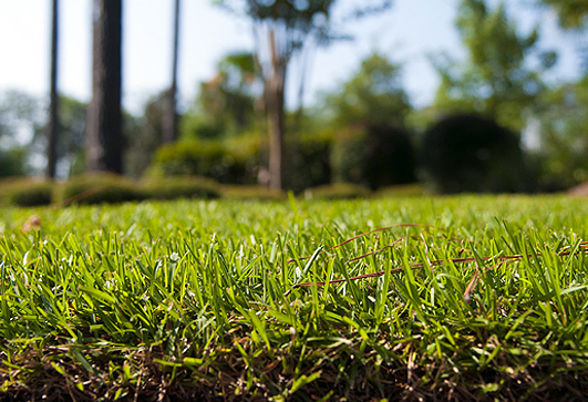 Rockford Lawns Need Lawn Core Aeration